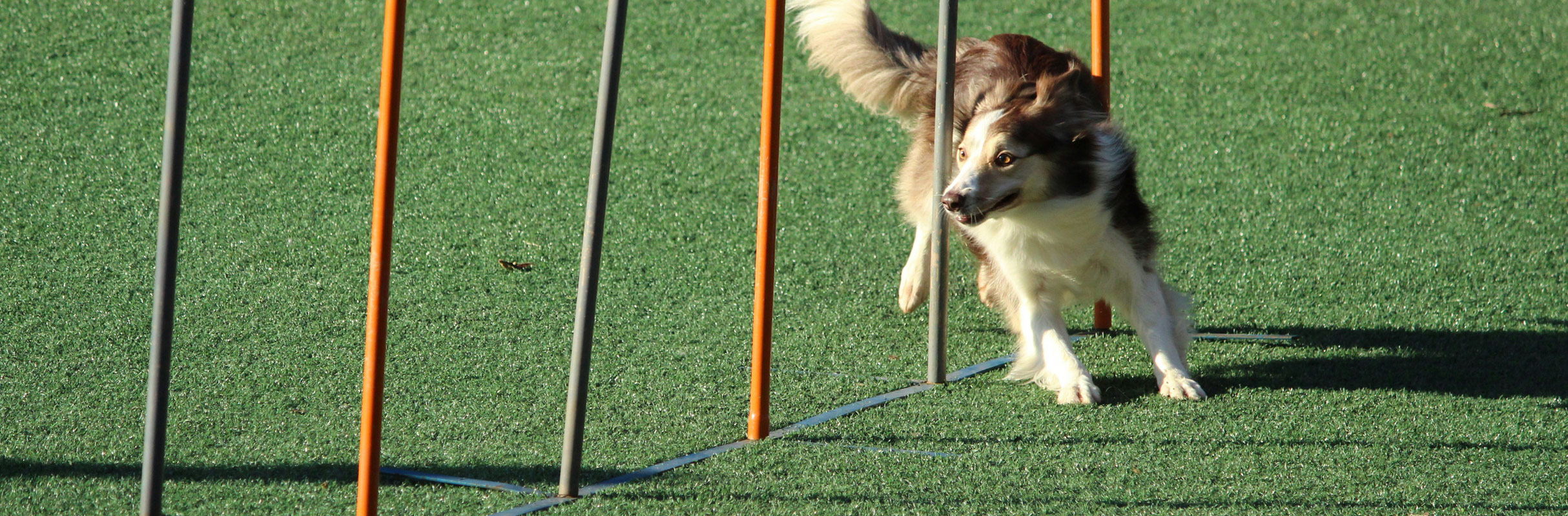 ¿Cómo entrenar a tu perro?