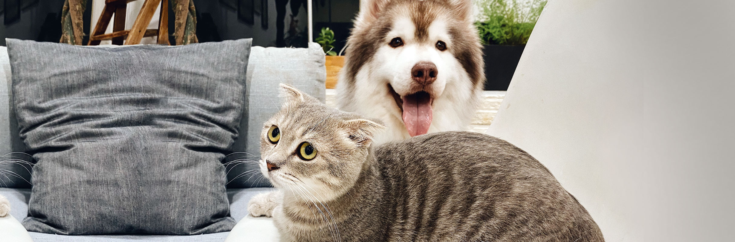 Consejos para una buena convivencia entre gatos y perros