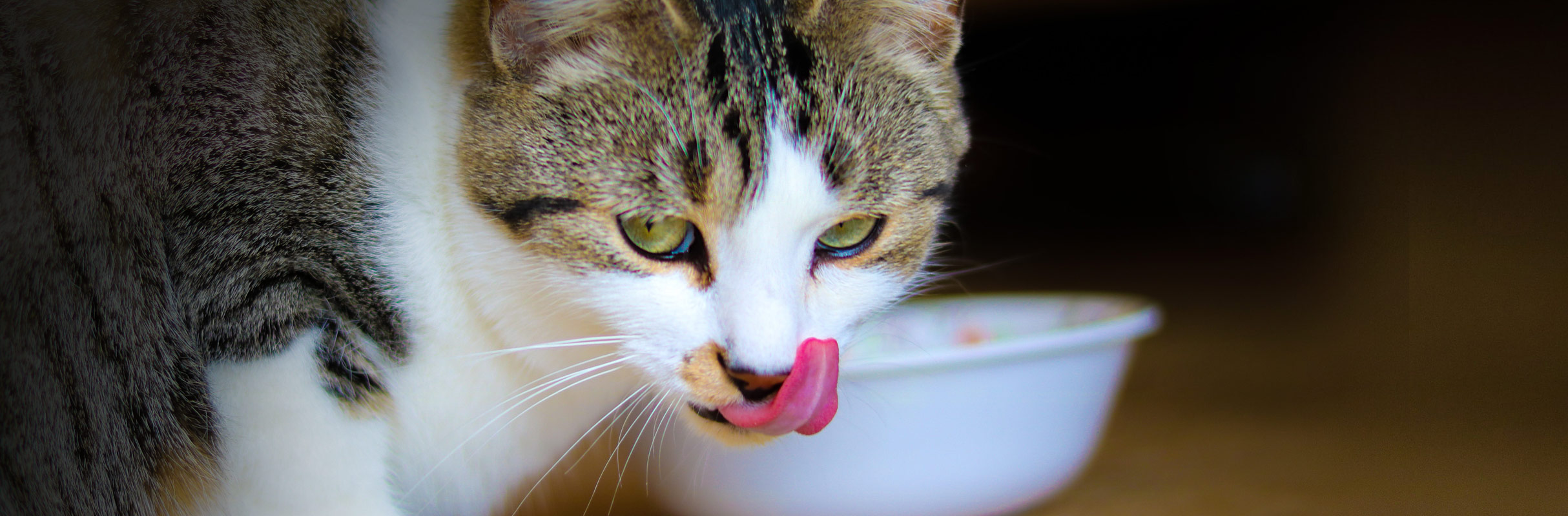 Ventajas de la alimentación húmeda en gatos