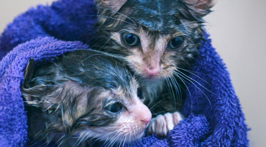 Higiene felina: ¿Necesitan los gatos bañarse?