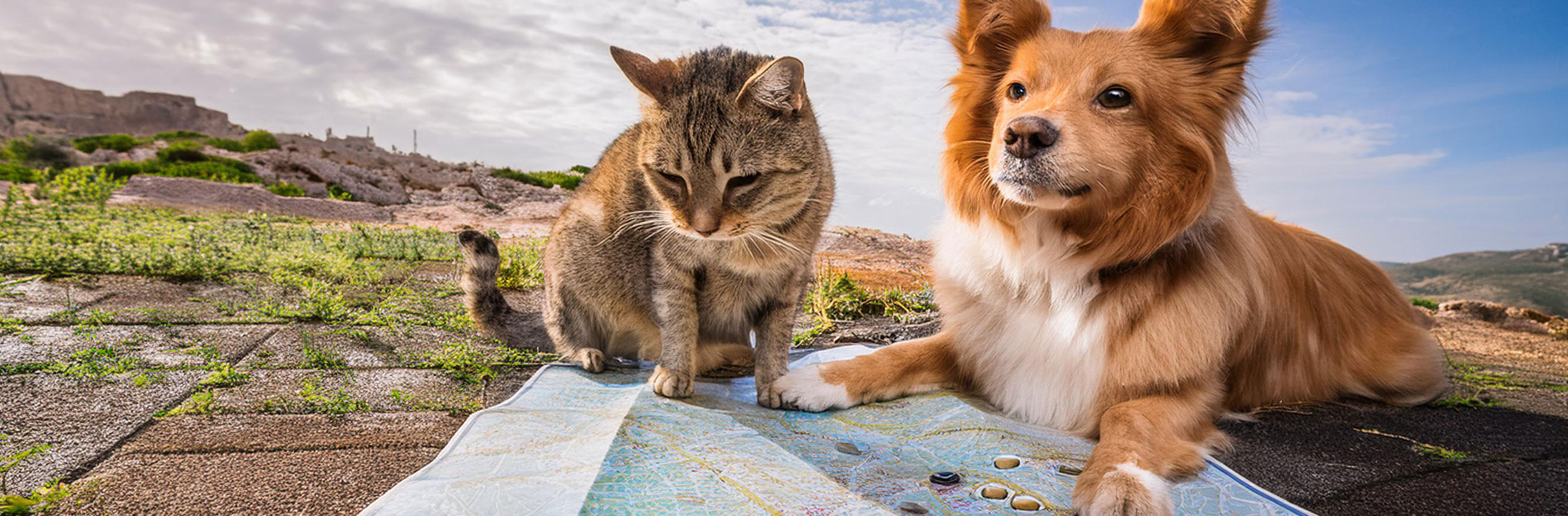 Qué hacer para evitar que tu mascota se pierda