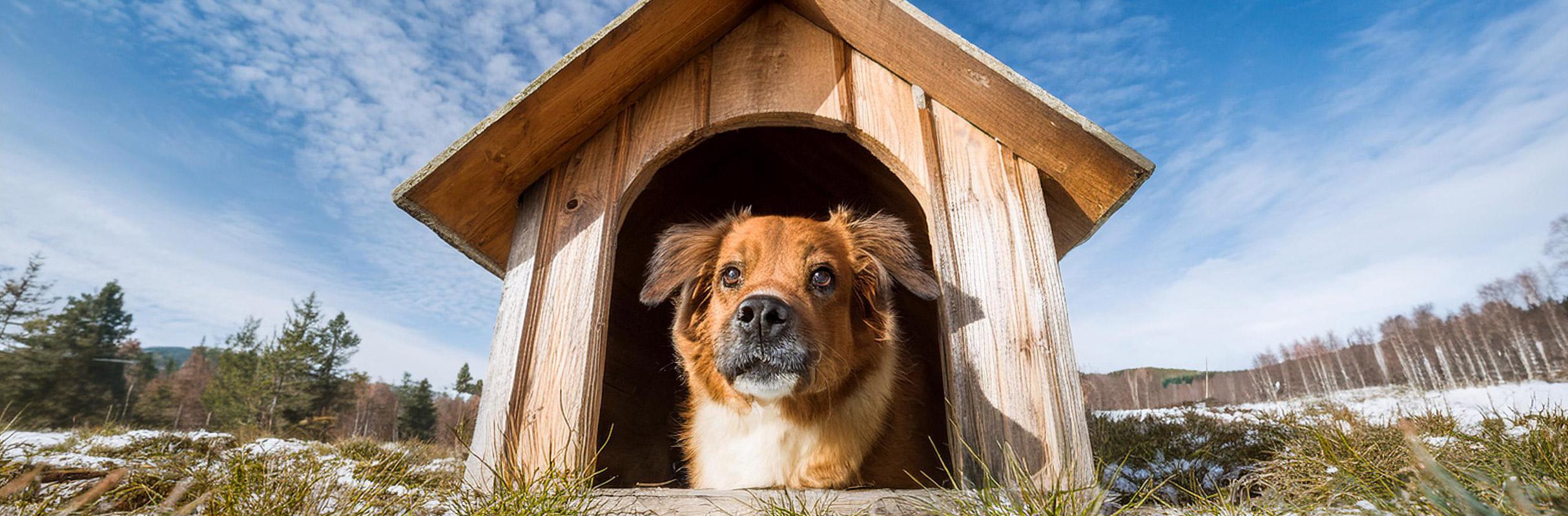 La importancia de revisar y reparar las casetas de tus mascotas