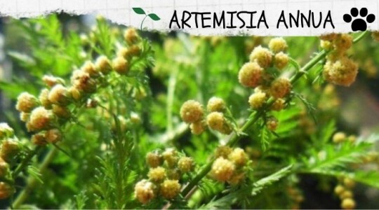 Artemisia annua: ayuda contra la leishmaniasis