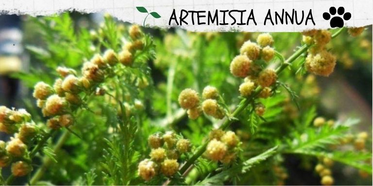 Artemisia annua: ayuda contra la leishmaniasis
