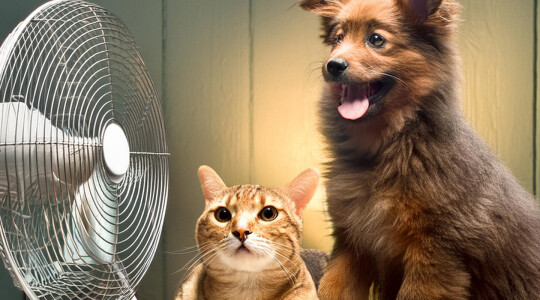 Cómo proteger a tus mascotas del calor: consejos esenciales para perros y gatos en el mes de la hidratación