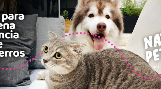 Consejos para una buena convivencia entre gatos y perros