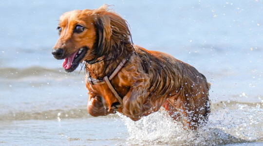 Los mejores consejos para quitar el miedo al agua a tu perro
