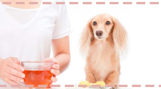 Remedios Naturales para Mascotas con 5 productos que tienes en casa: Aprovecha lo que hay por tu cocina