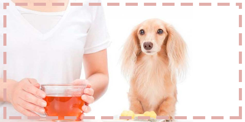 su Sala Buzo Remedios Naturales para Mascotas con 5 productos que tienes en casa:  Aprovecha lo que hay por