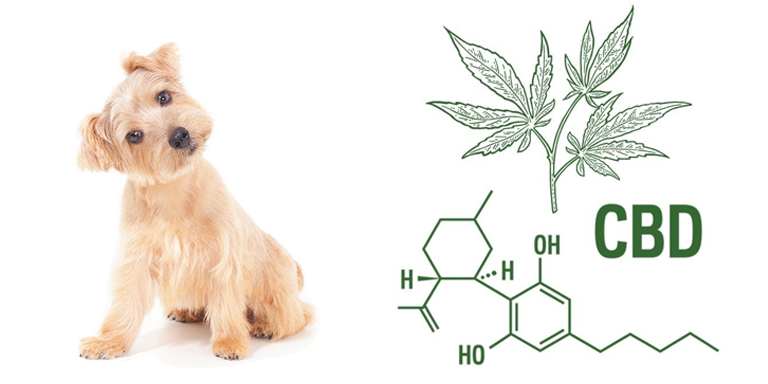 CBD para Mascotas ¿Cannabis Medicinal para Perros y Gatos?