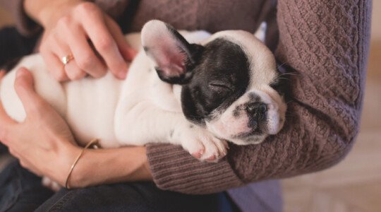 Cómo Cuidar a un Cachorro: Guía para Principiantes 2019