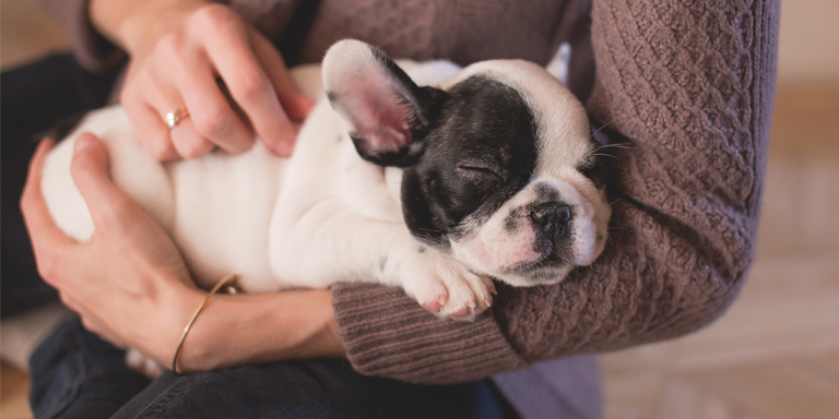 Cómo Cuidar a un Cachorro: Guía para Principiantes 2019
