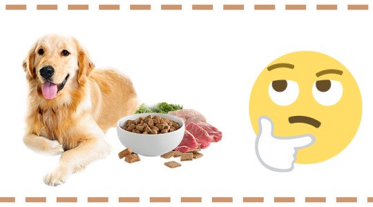 El Mejor Pienso para Perros, ¿Cuál es?