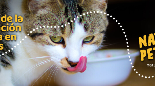 Ventajas de la alimentación húmeda en gatos