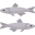 anchoveta