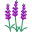 Salvia