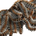 PROCESIOFIX: El Escudo Definitivo contra la Procesionaria – Protección Instantánea y Natural