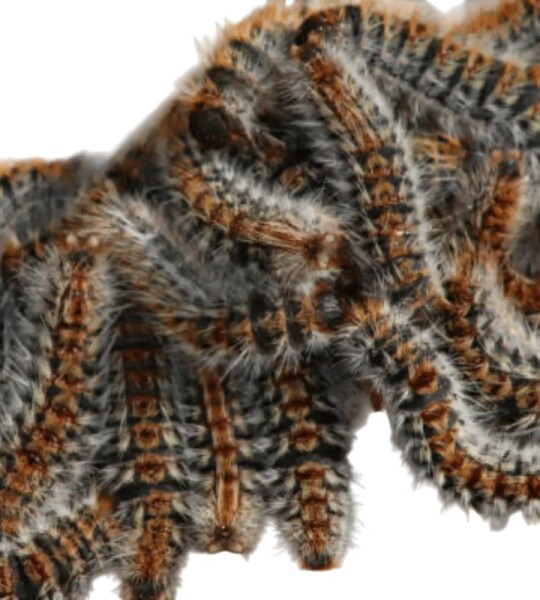 PROCESIOFIX: El Escudo Definitivo contra la Procesionaria – Protección Instantánea y Natural